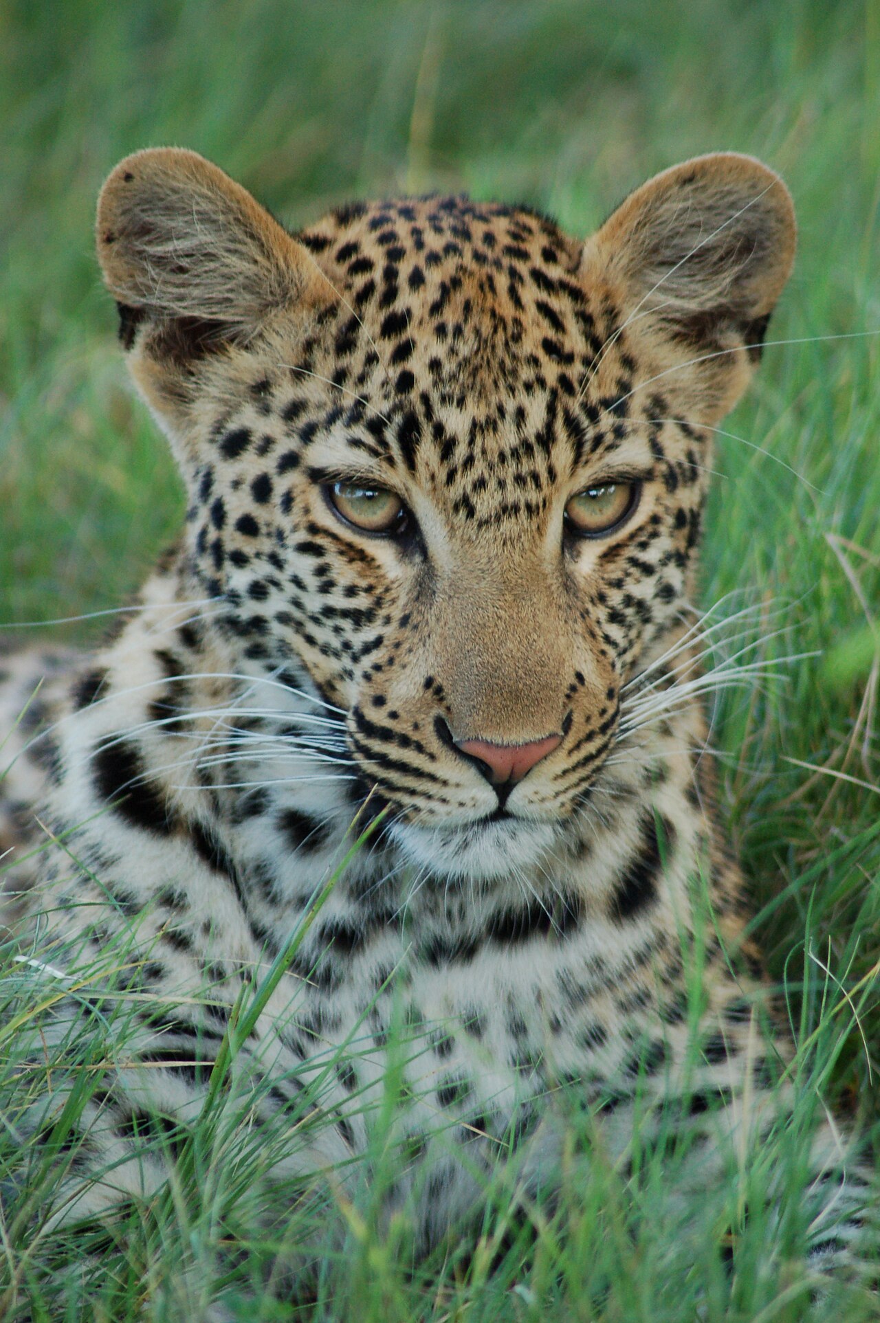 Okavango Delta, Botswana ()