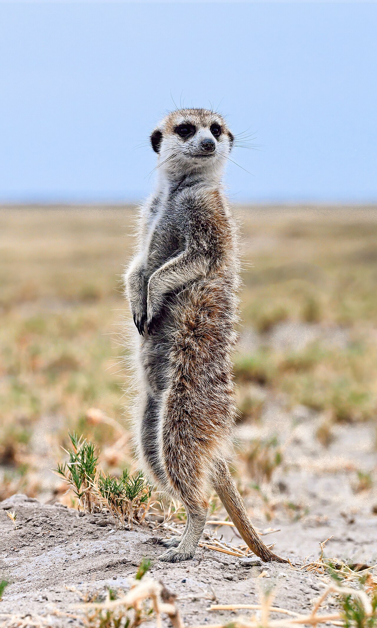 Watchful Meerkat (cropped)