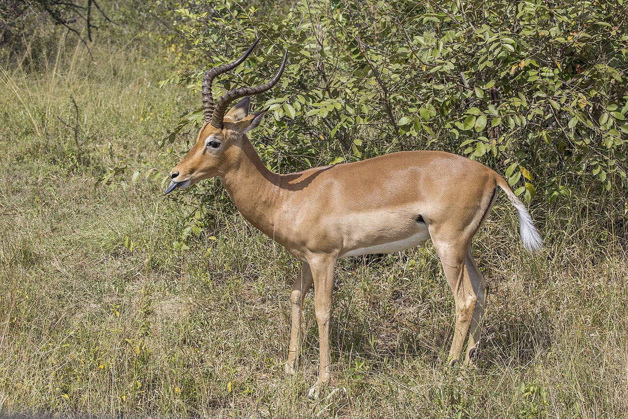 Impala (Aepyceros melampus) male Kruger 2