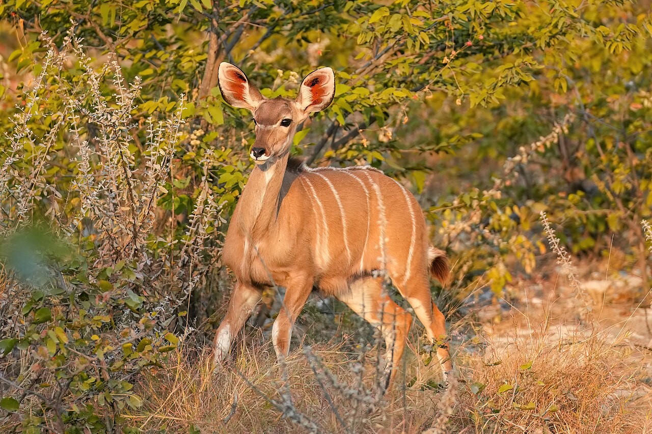 200 Female Greater kudu in Etosha National Park Photo by Giles Laurent