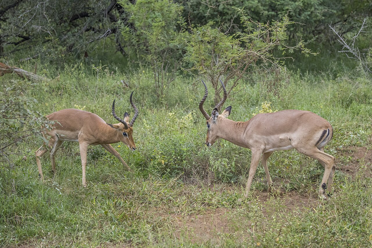 Impala (Aepyceros melampus) males fighting Kruger 1 of 2