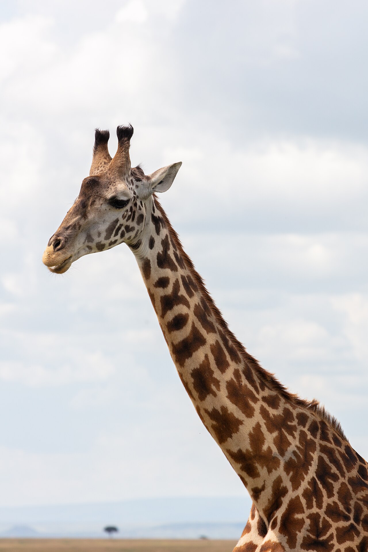 Jirafa Masai (Giraffa camelopardalis), reserva natural Masái Mara, Kenia, 2024-05-20, DD 92