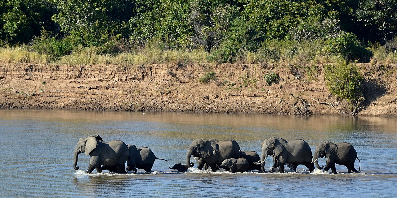 Loxodonta africana South Luangwa National Park (1)