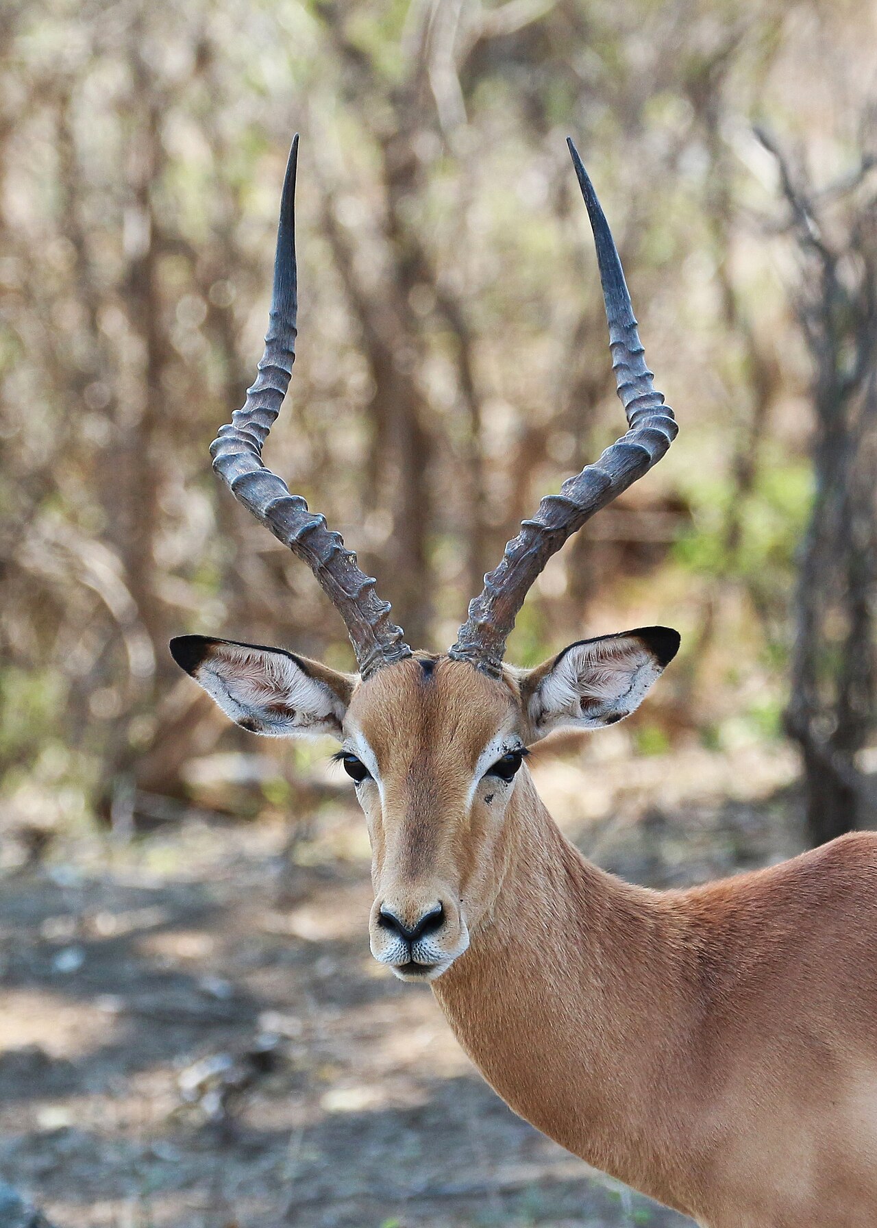 Impala in Kruger National Park 01