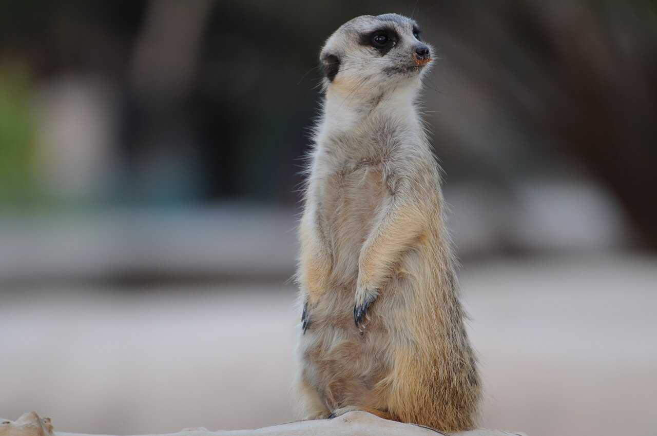 Meerkat ()