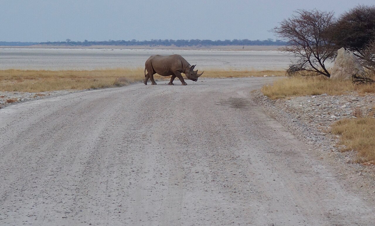 Black rhinoceros ()