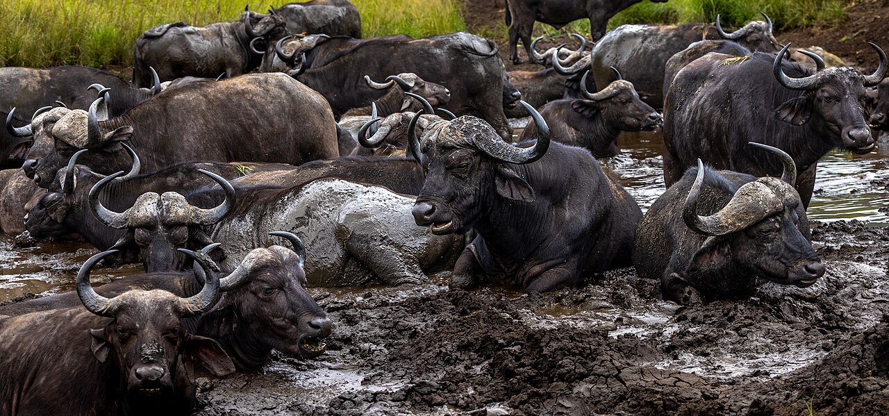 A herd of African buffalo bathing in thick mud at a wildlife reserve
