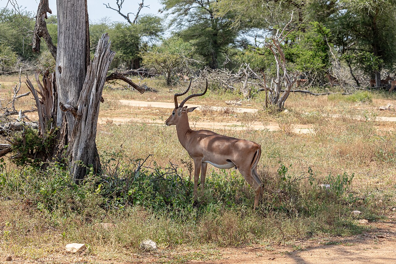 Kruger National Park (ZA), Impala -- 2024 -- 0711