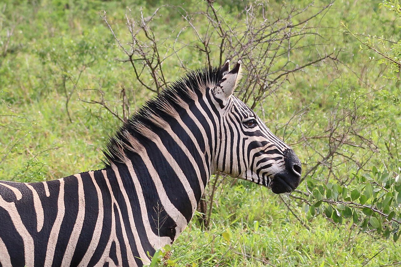 Zebra in Hluhluwe–Imfolozi Park 04