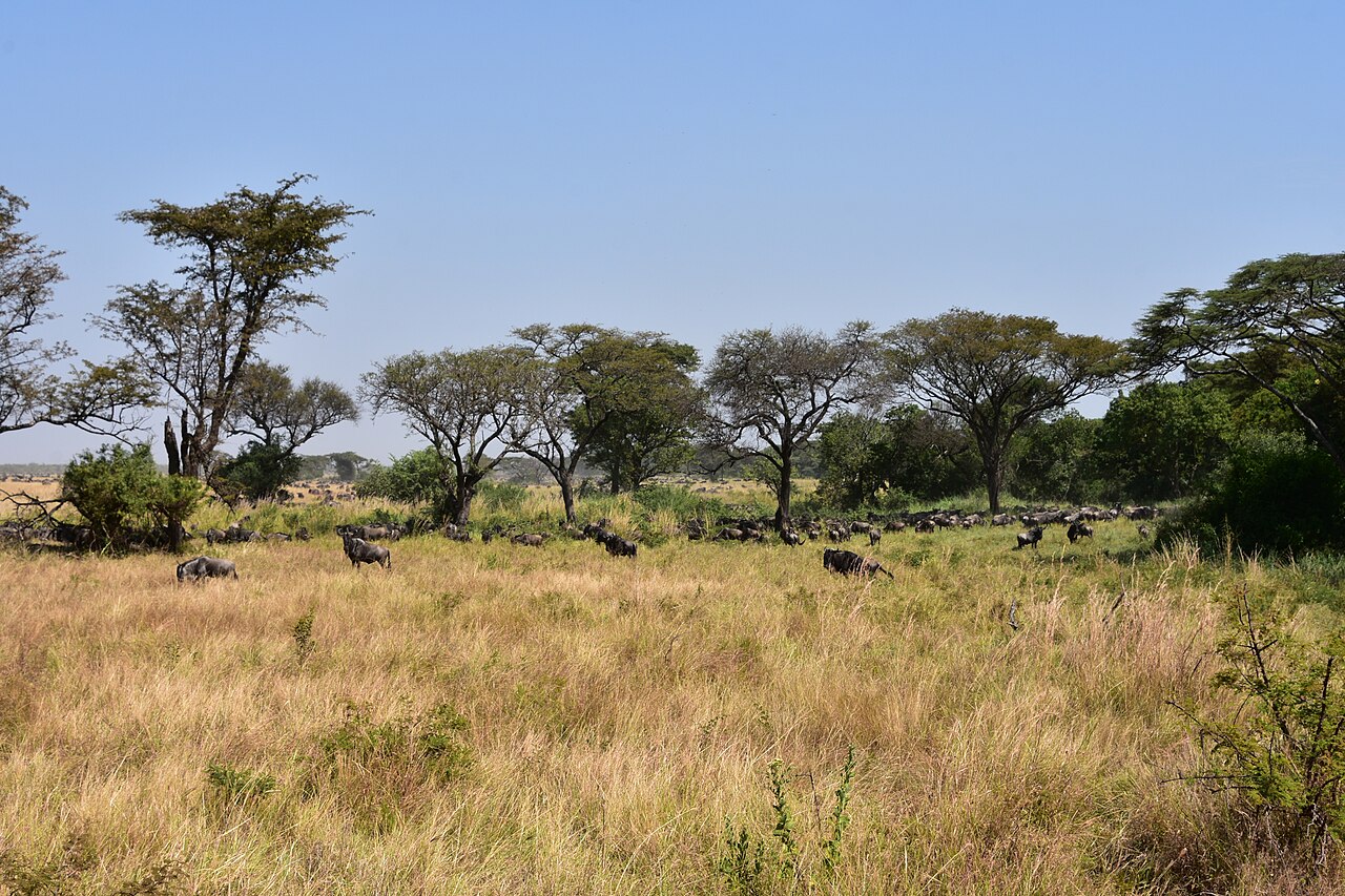 Serengeti landscape (8) ()