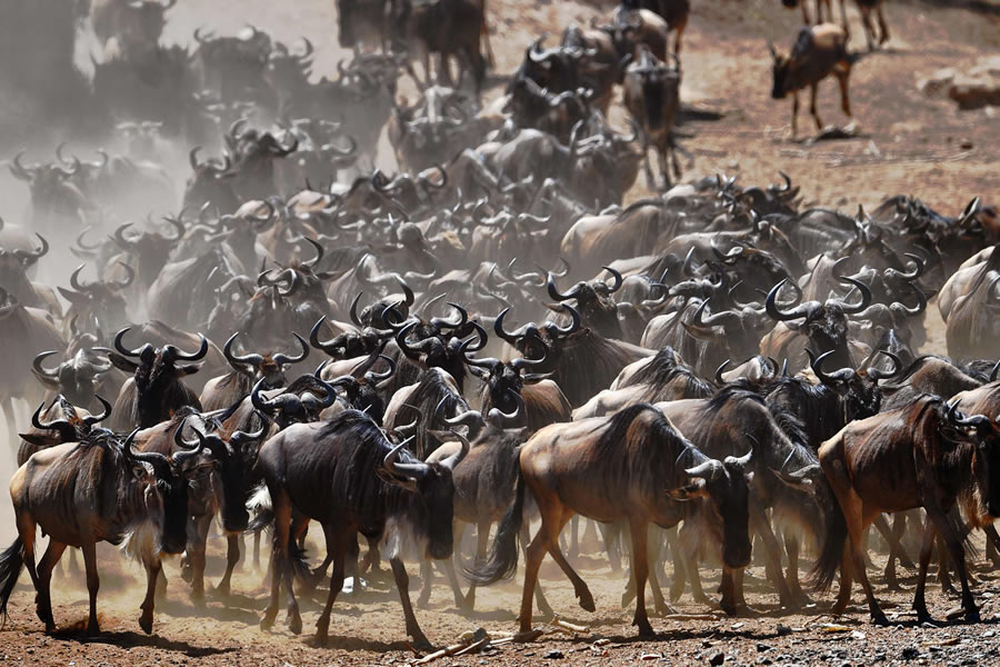 Wildebeest Migration Masai mara