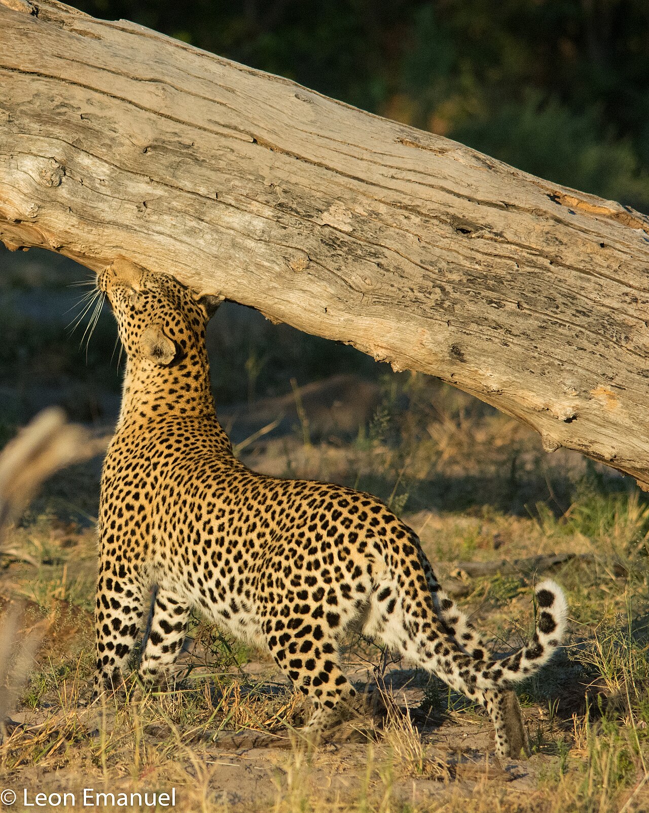 Leopard okavango delta