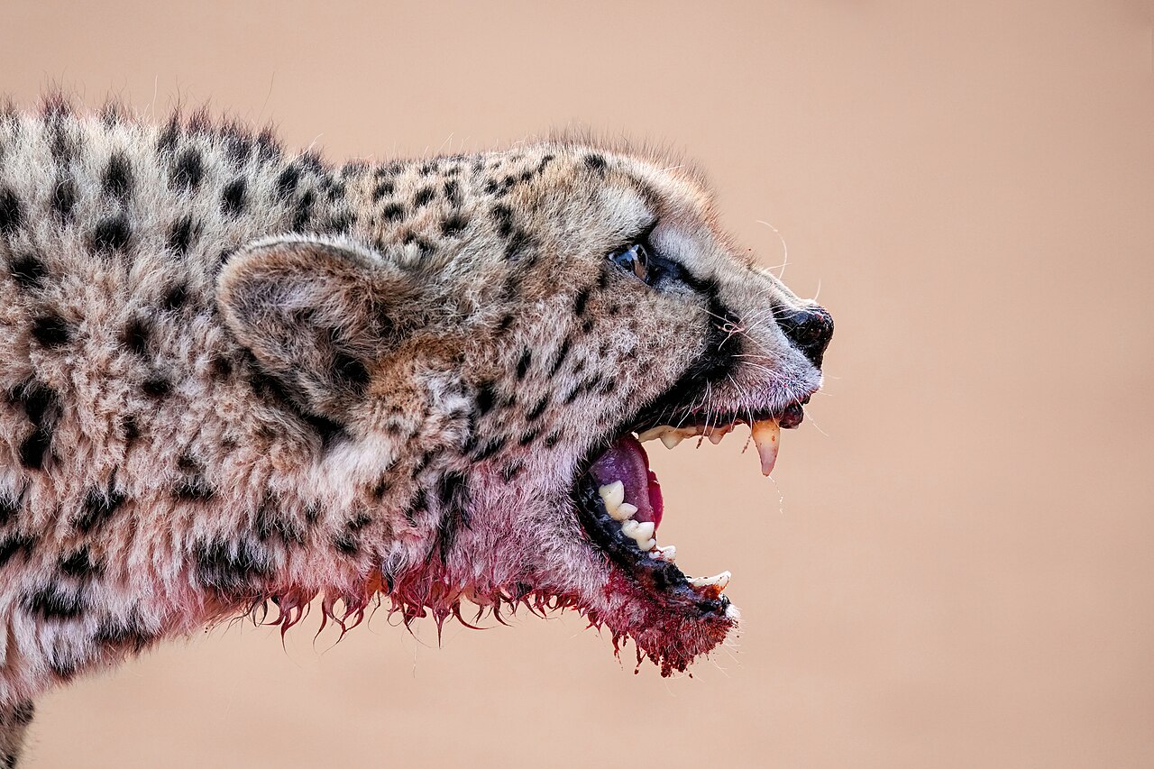 003 Cheetah hissing after a meal in Kalahari Desert Photo by Giles Laurent