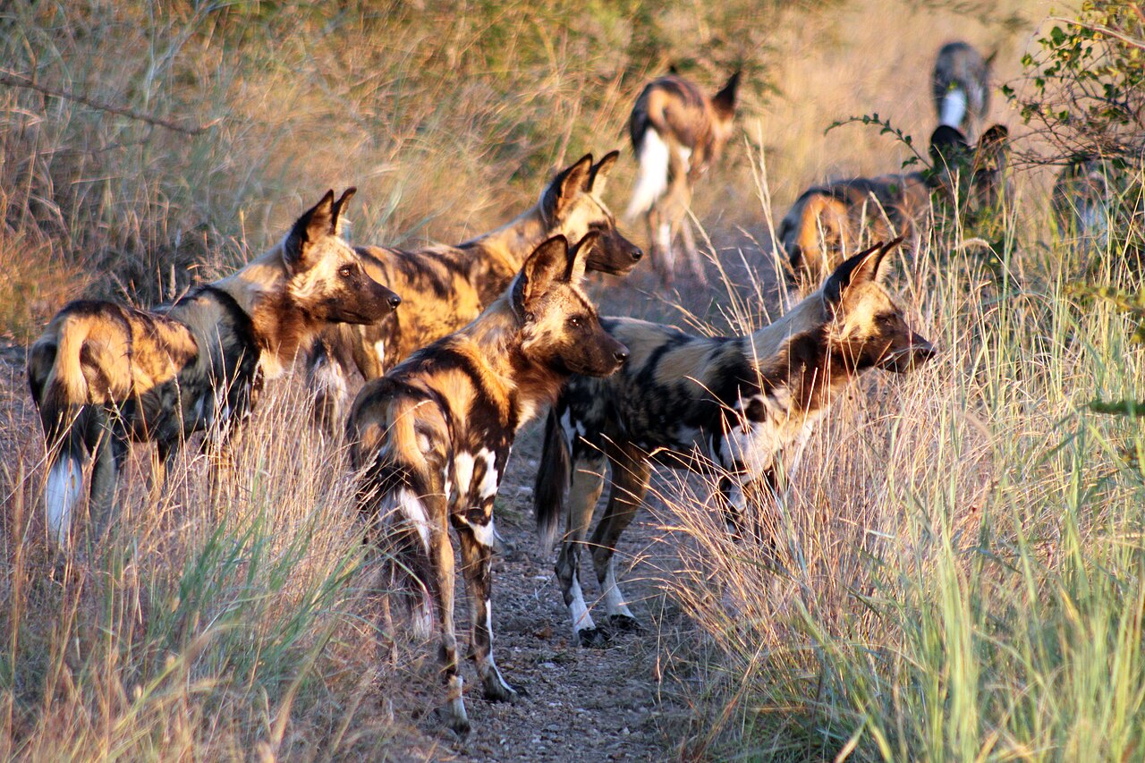 Wild dog pack, Madikwe ()