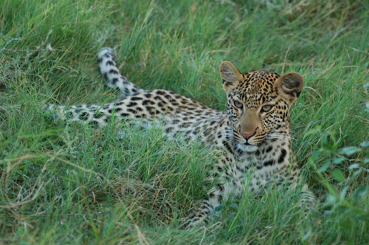 Okavango Delta, Botswana ()