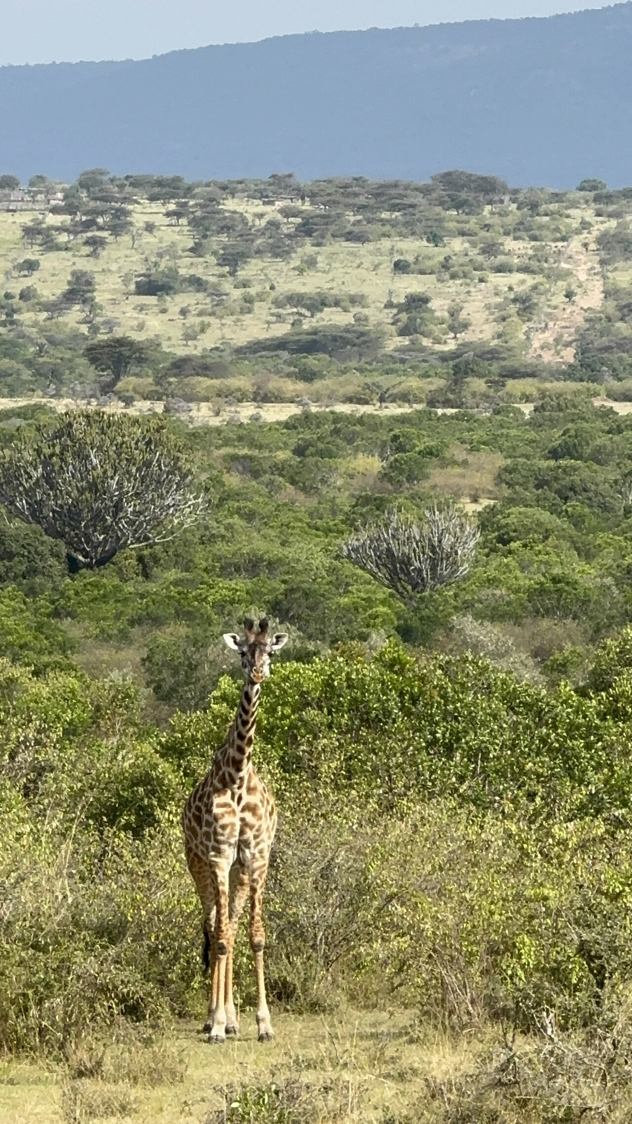Giraffe Masai Mara Kenya