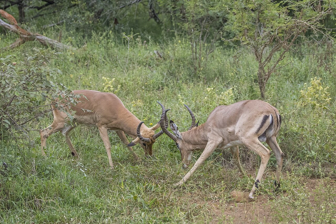 Impala (Aepyceros melampus) males fighting Kruger 2 of 2