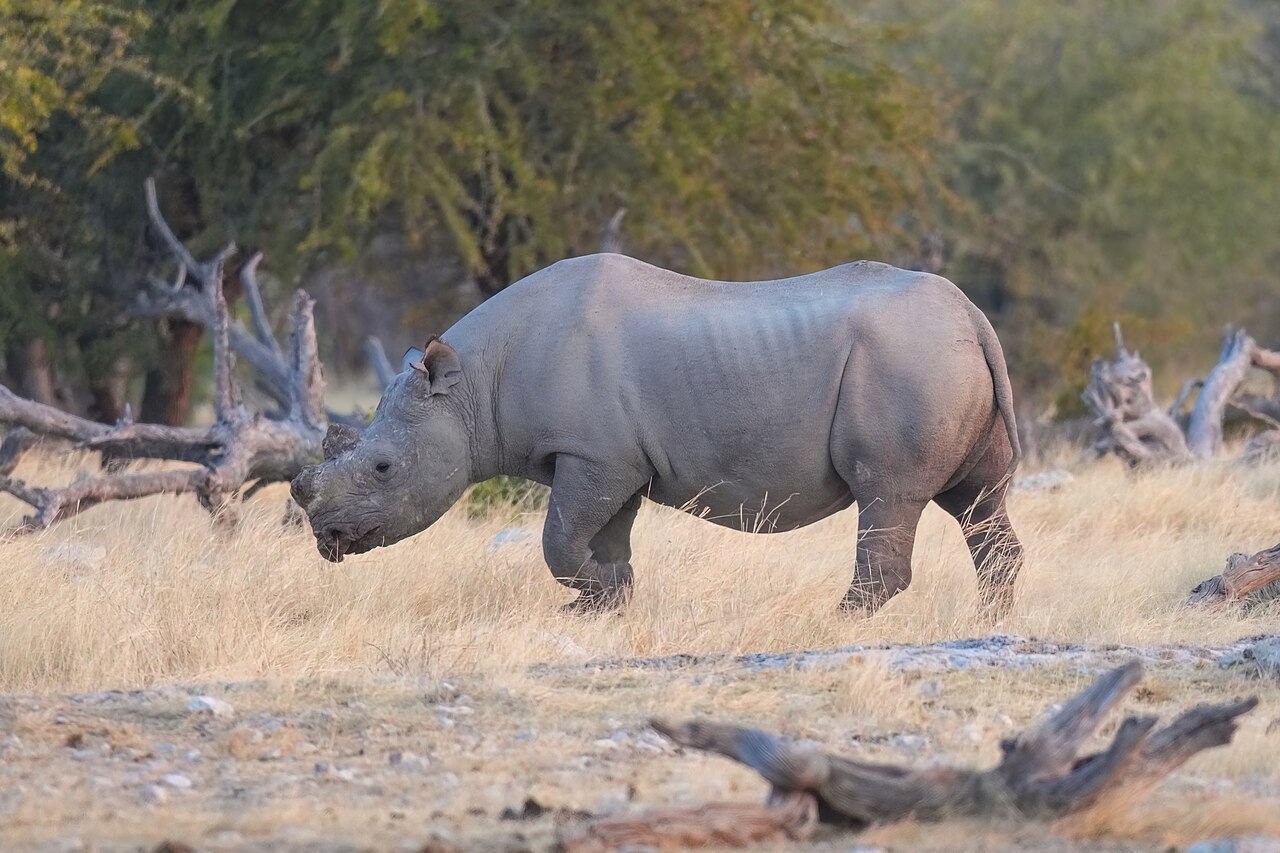 181 Black rhinoceros in Etosha National Park Photo by Giles Laurent