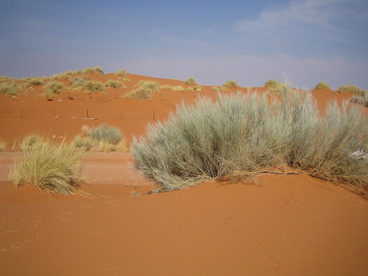 Kalahari red dunes with bush