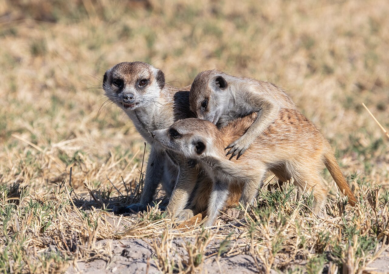 Suricatos (Suricata suricatta), parque nacional Makgadikgadi Pans, Botsuana, 2018-07-30, DD 29
