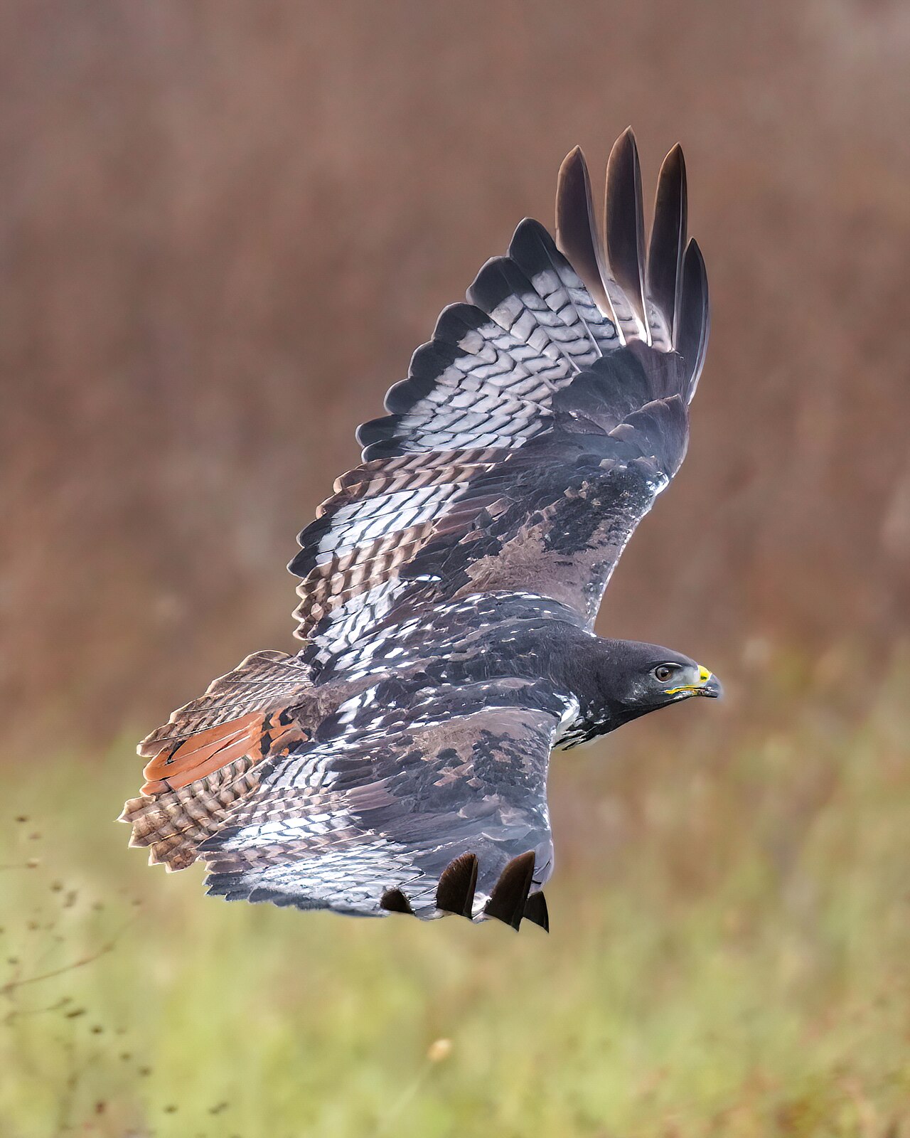 009 Augur buzzard in flight in the Ngorongoro Crater Photo by Giles Laurent