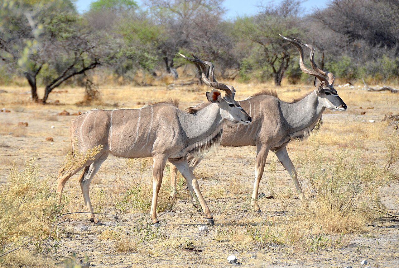Greater Kudu, Etosha National Park (Namibia)
