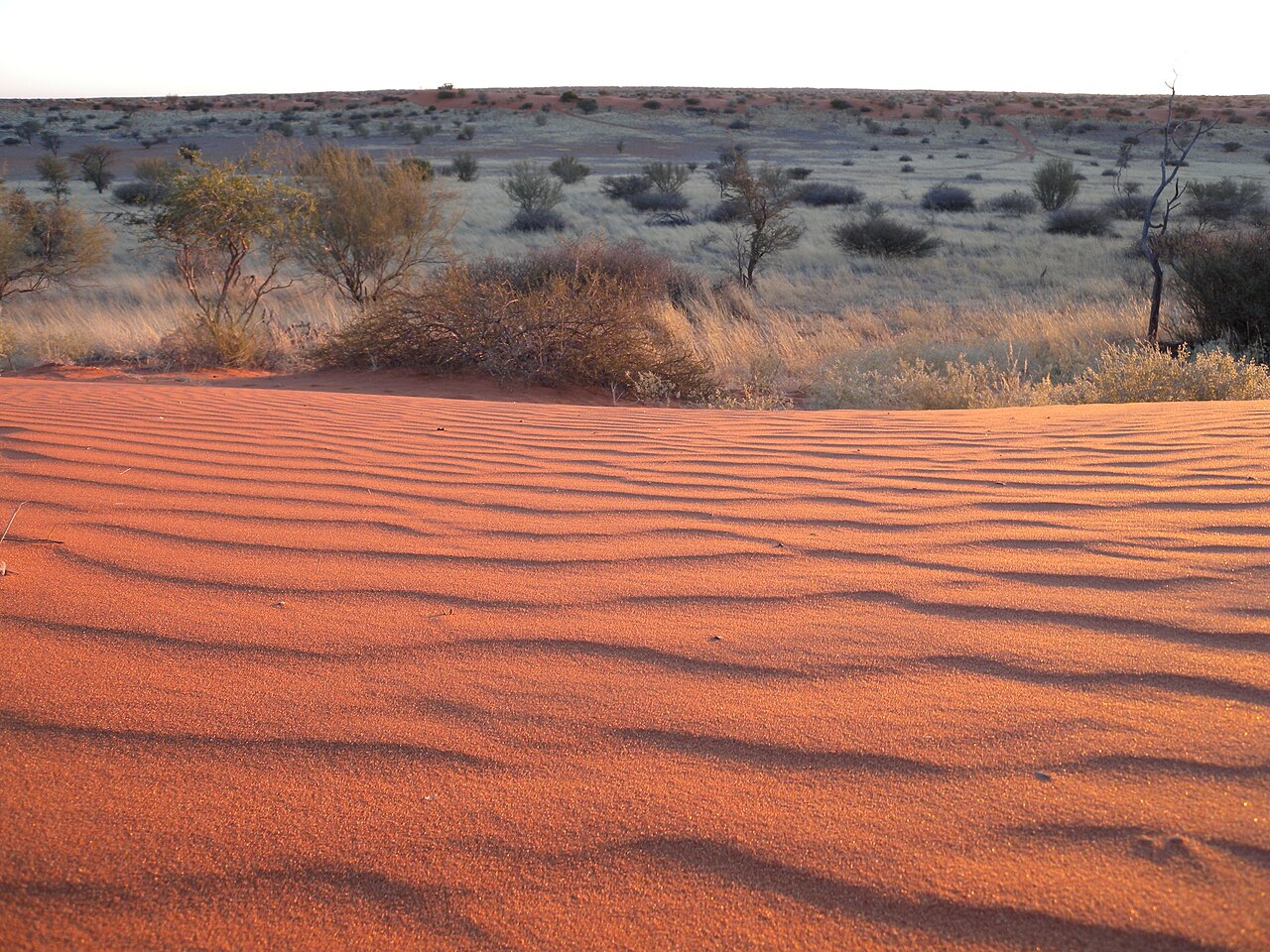 Kalahari Dunes, Namibia ()