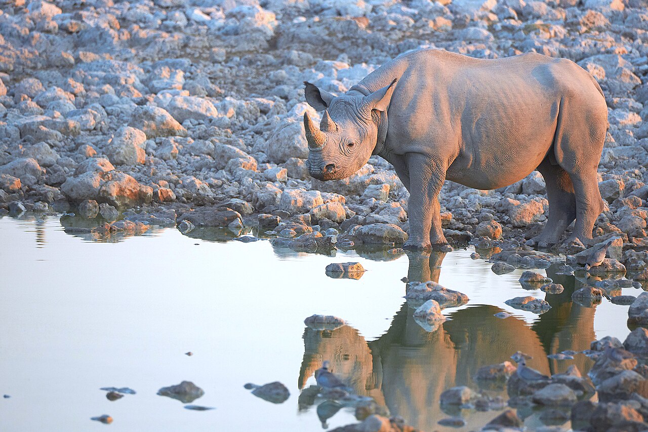 Black Rhinoceros During Sunset 2019-07-23