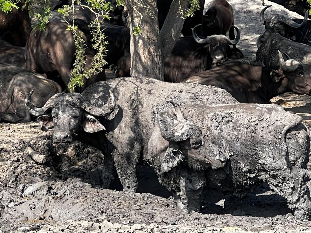 A herd of African buffalo (Syncerus caffer) stands together on a grassy plain in Lake Mburo National Park, Uganda. 38