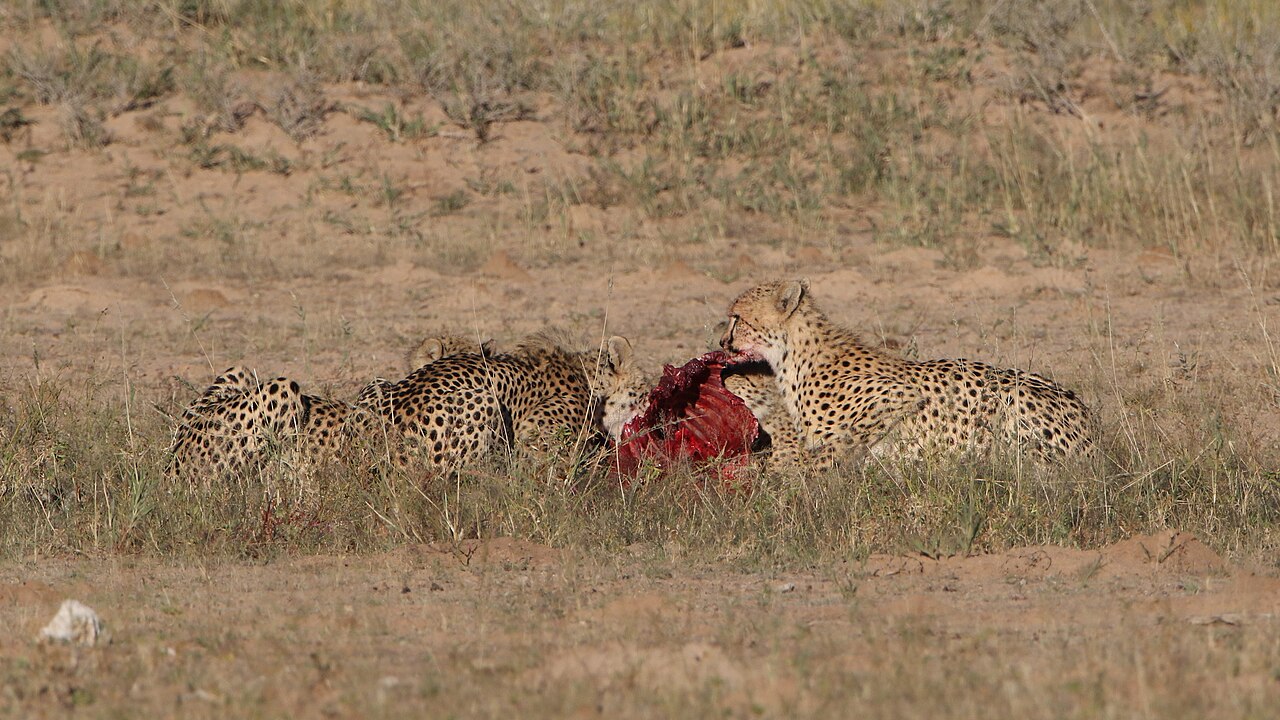 Five cheetahs were feeding on a Springbok kill one morning in the Kgalagadi. ()