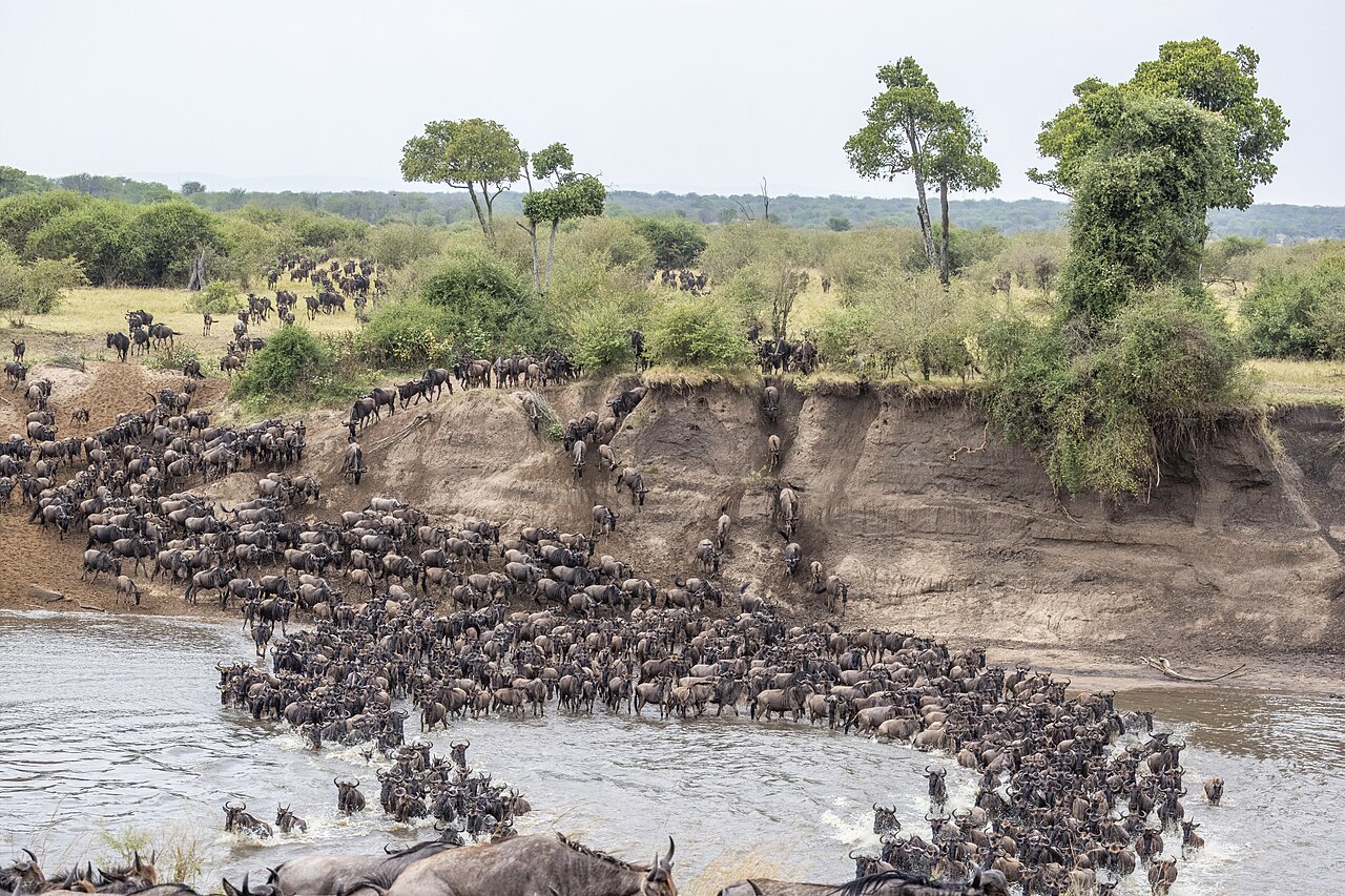 Western white-bearded wildebeest (Connochaetes taurinus mearnsi) Mara River crossing 2d