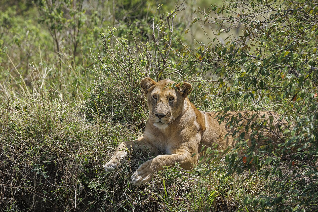 Lion (Panthera leo) female Serengeti 2