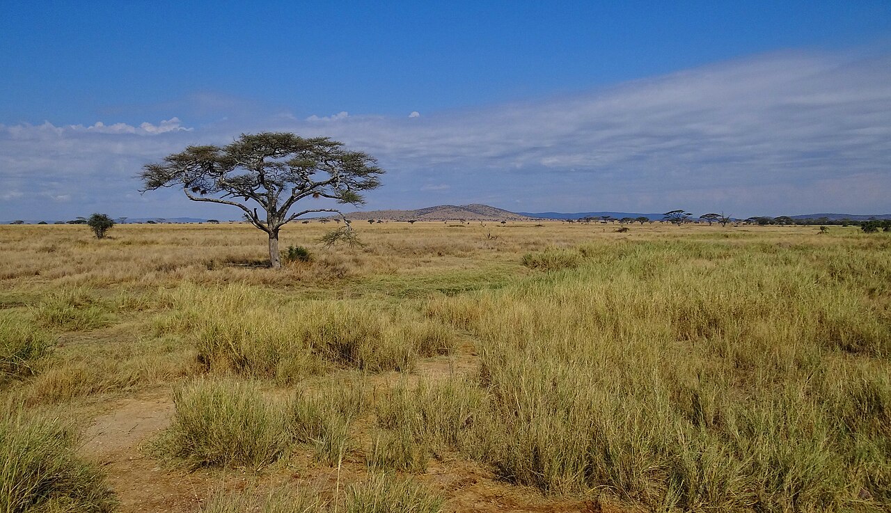Serengeti-Landscape-2012