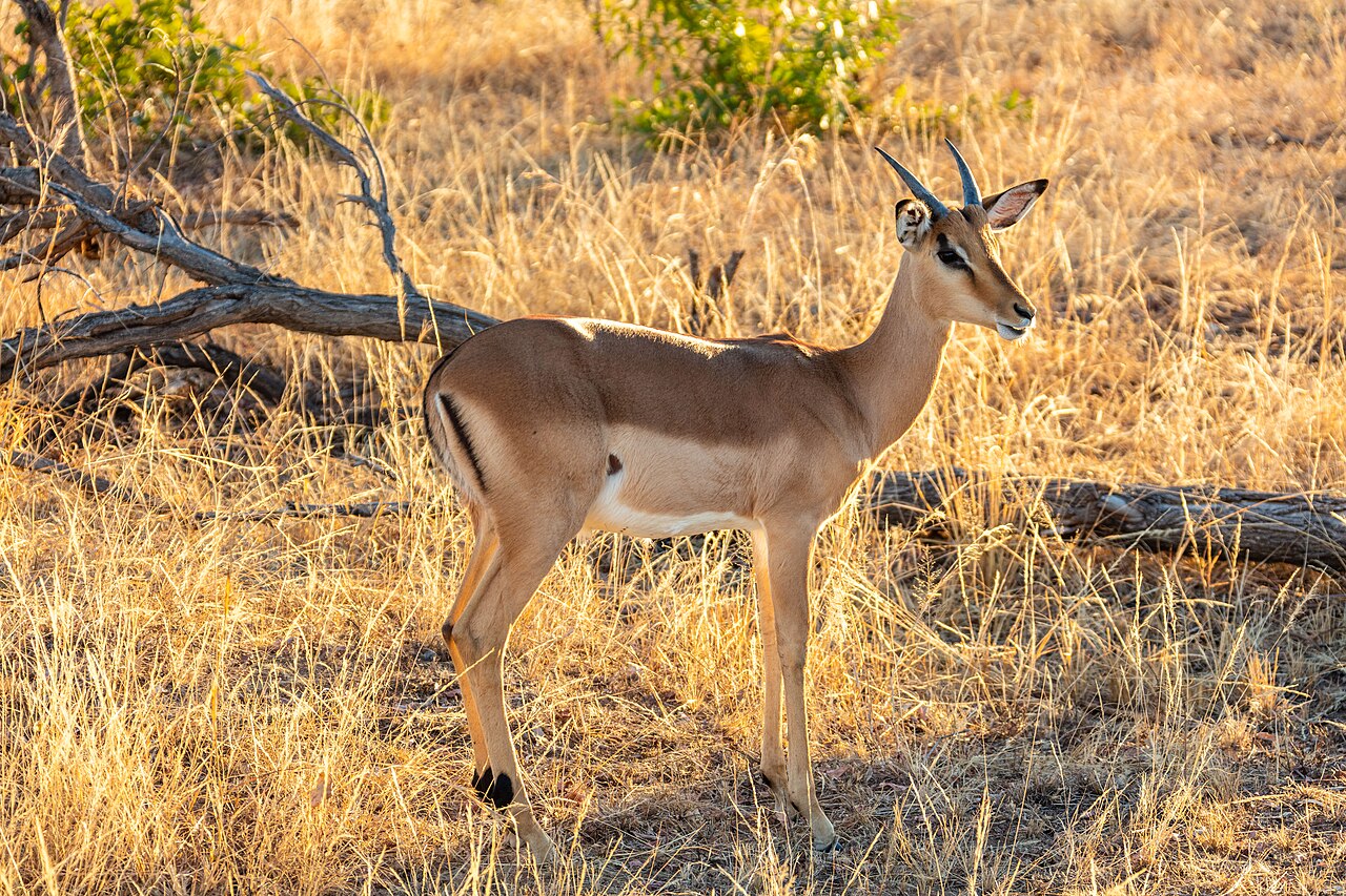 Impala (Aepyceros melampus), parque nacional Kruger, Sudáfrica, 2018-07-24, DD 07