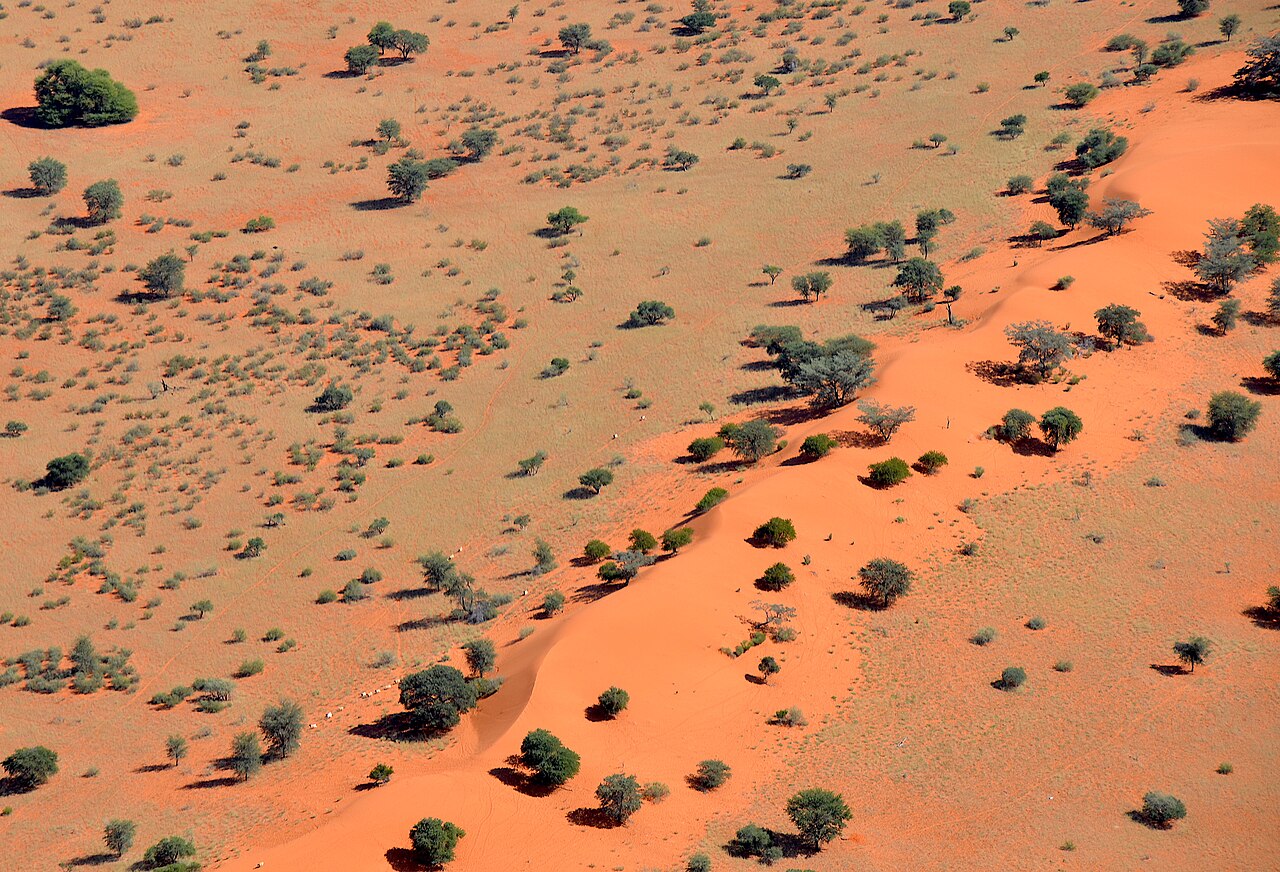 Sand dune in the Kalahari Desert (Namibia)