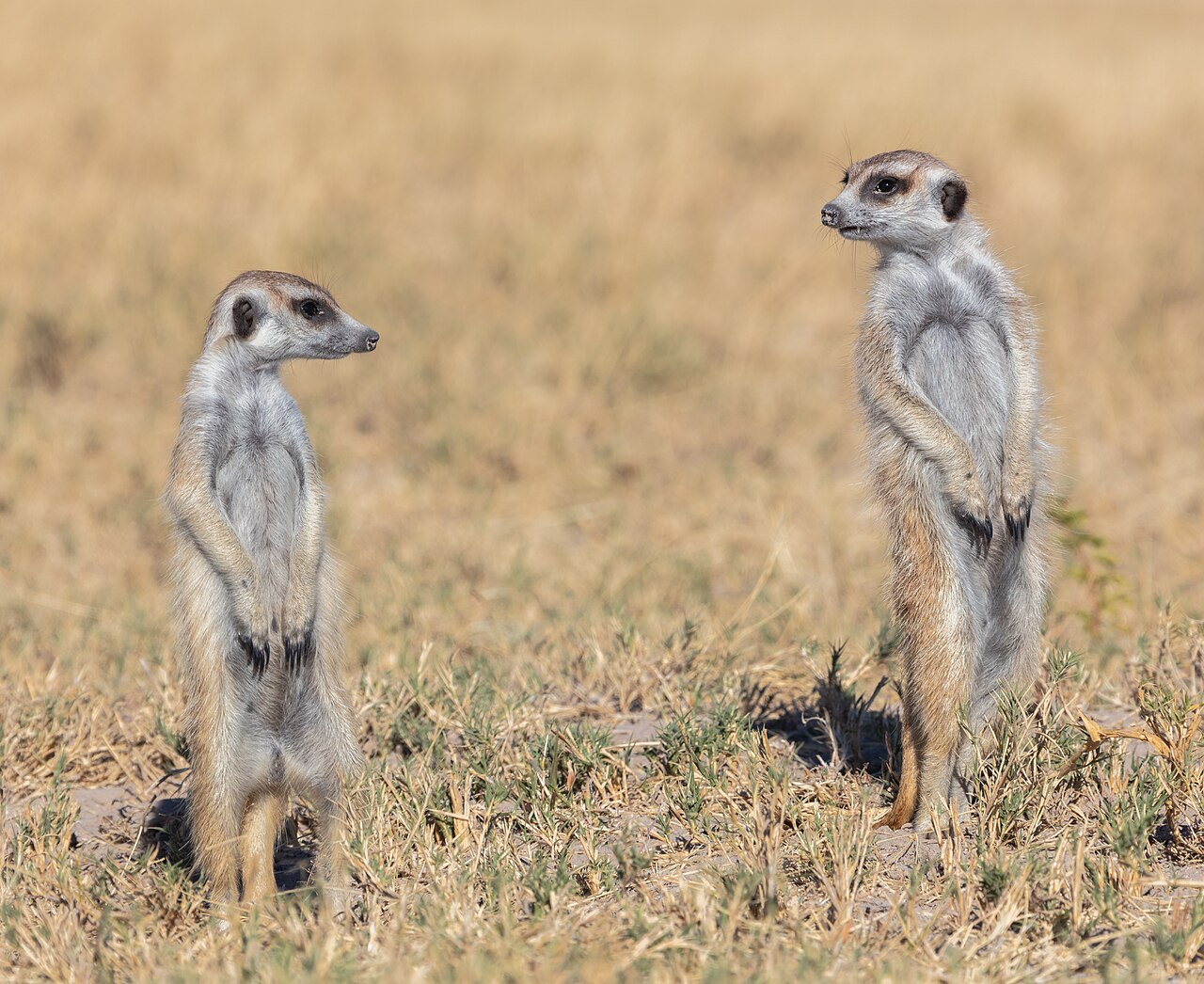Suricatos (Suricata suricatta), parque nacional Makgadikgadi Pans, Botsuana, 2018-07-30, DD 26