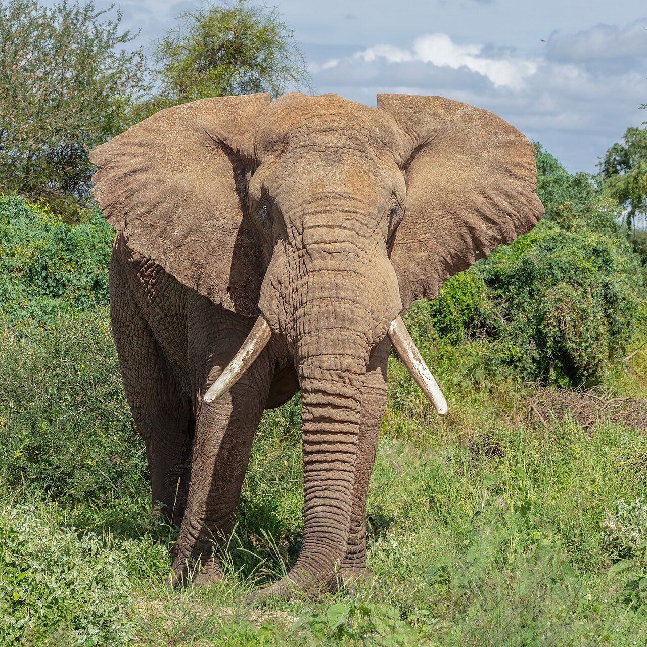 Elefante africano de sabana (Loxodonta africana), parque nacional de Amboseli, Kenia, 2024-05-22, DD 07