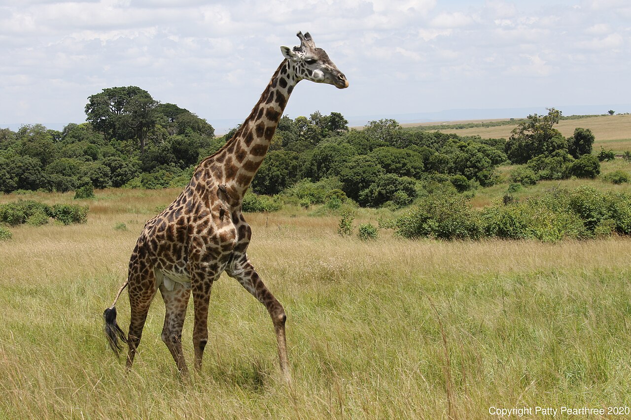 Masai Giraffe In Mara ()