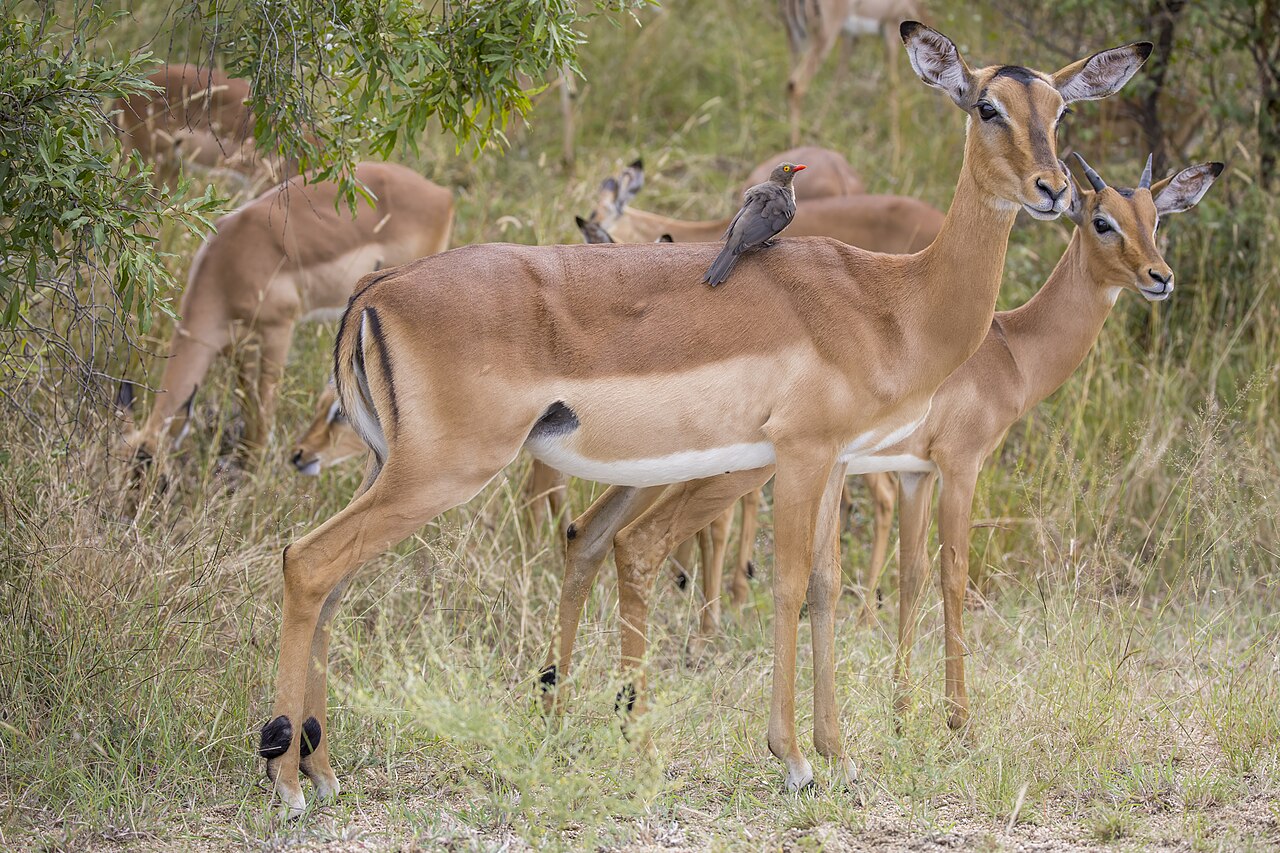 Impala (Aepyceros melampus) female with red-billed oxpecker Kruger