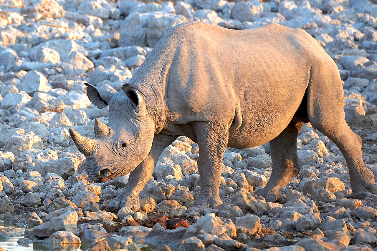 Black Rhinoceros Advancing 2019-07-23