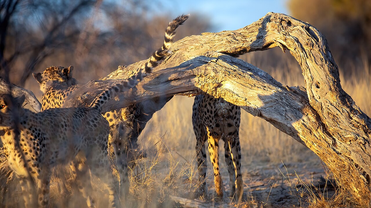 Cheetah monitoring at working with wildlife
