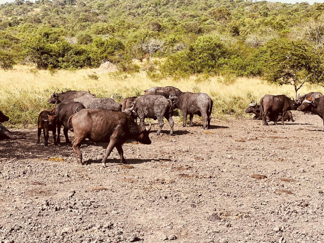 A herd of African buffalo (Syncerus caffer) stands together on a grassy plain in Lake Mburo National Park, Uganda. 21