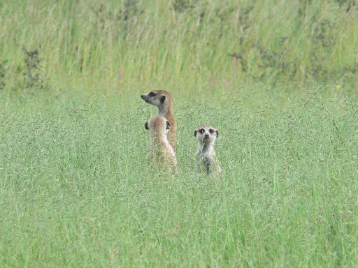 Suricata suricatta 47187