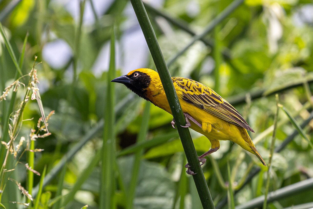 Speke's weaver (Ploceus spekei), Ngorongoro Crater, Tanzania