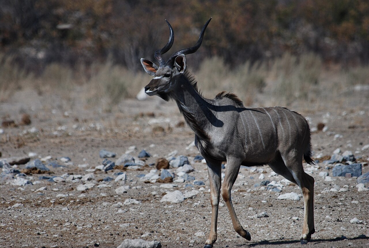 Male greater kudu in Etosha National Park, Namibia, 2007