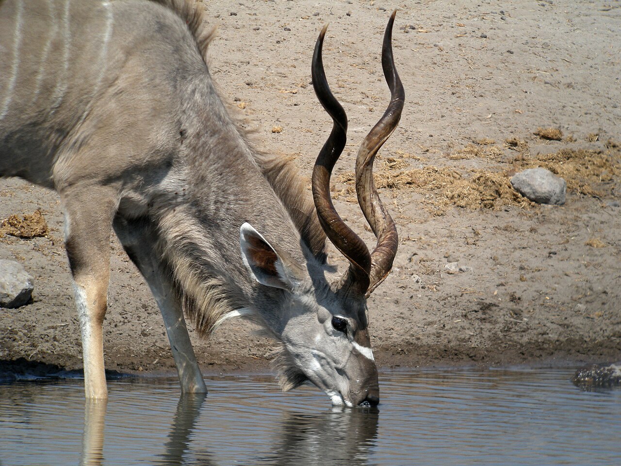 Greater Kudu, Etosha National Park, Namibia 2