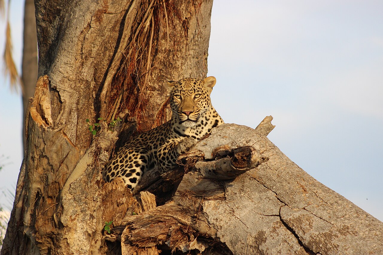 Leopard-tree-okavango-delta-april-2025