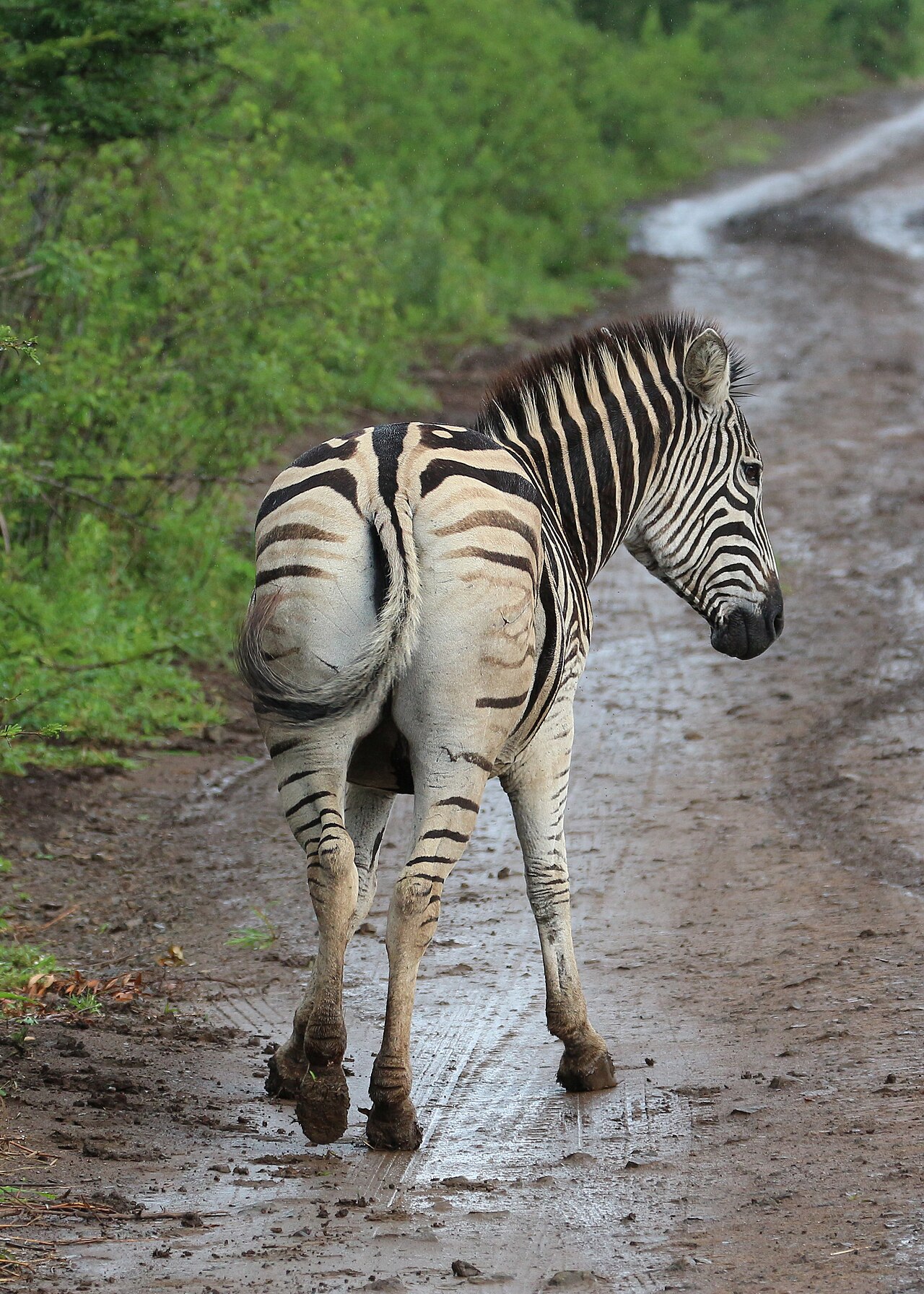 Zebra in Hluhluwe–Imfolozi Park 06
