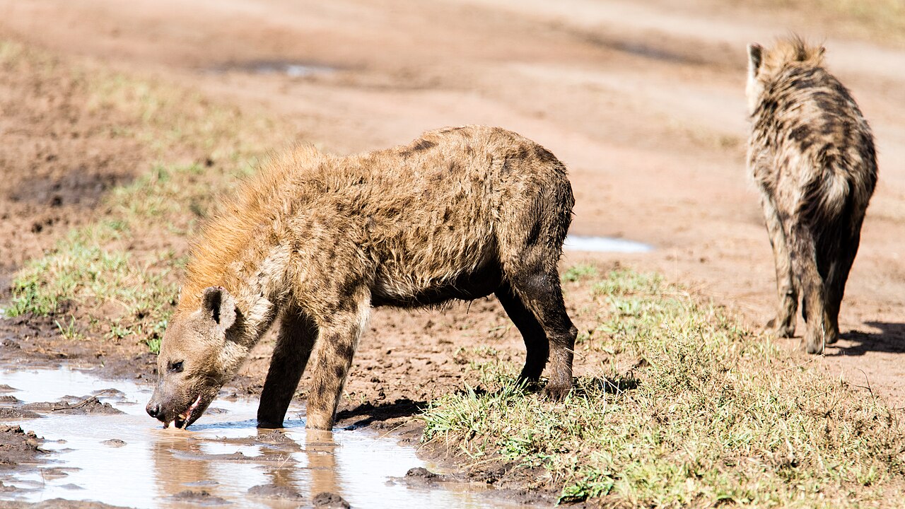Spotted Hyena, Seronera Valley, Serengeti, Tanzania ()