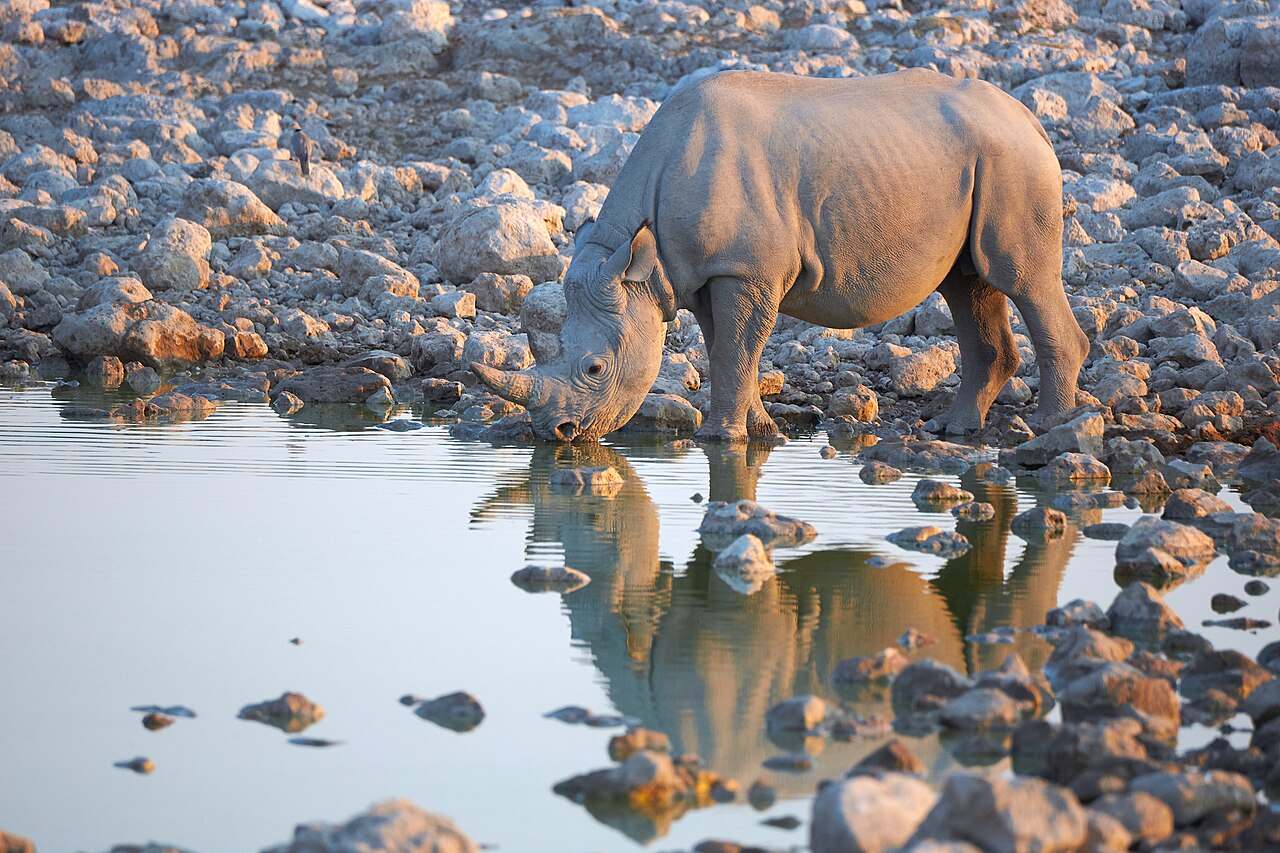 Black Rhinoceros Drinking 2019-07-23